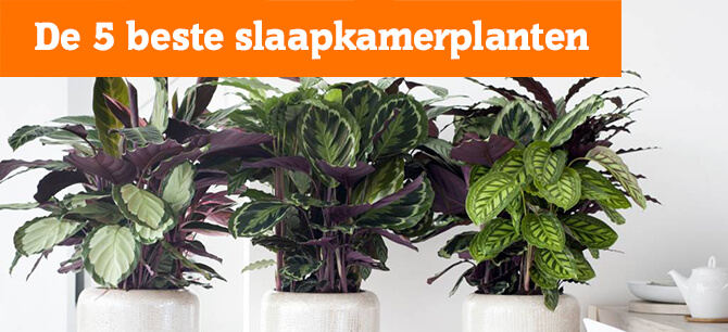 De 5 beste Slaapkamerplanten